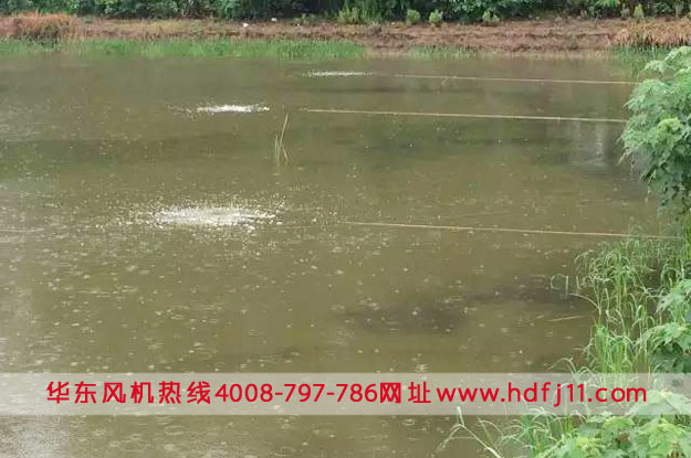 鱖魚(yú)養(yǎng)殖微孔曝氣增氧.jpg 鱖魚(yú)養(yǎng)殖微孔曝氣增氧.jpg